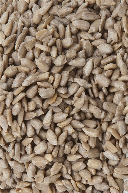 Pfiffikus Sonnenbl.schalenlos 10kg