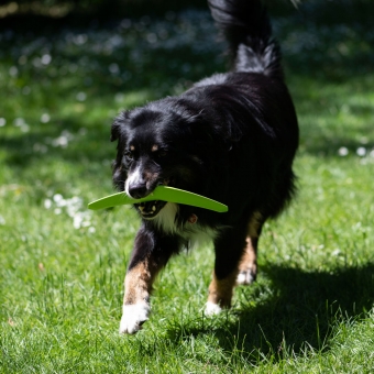 PROCYON TPR Boomerang – Bild 6